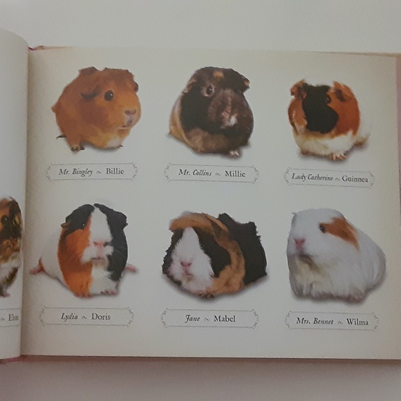 A GUINEA PIG Pride & Prejudice Book New Adorable - Picture 2 of 4